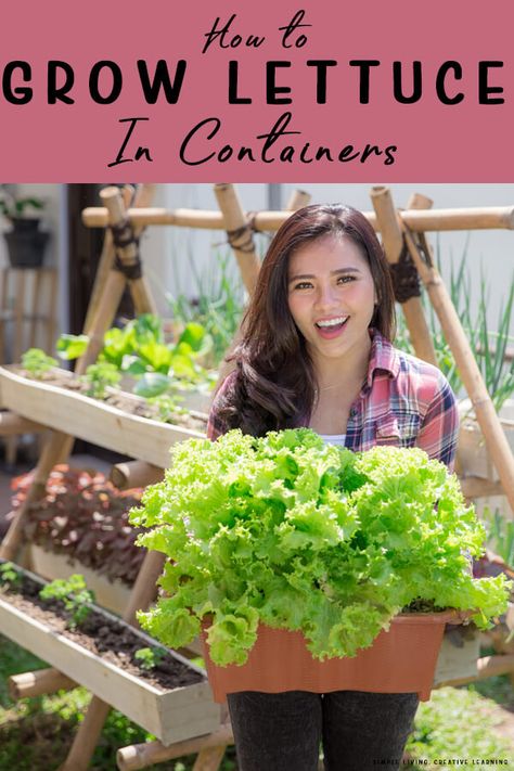 Gardening Lettuce How To Grow, Best Lettuce To Grow In Garden, How To Plant Lettuce In Pots, Potted Lettuce Plants, Lettuce In Raised Bed, Lettuce Growing Ideas, Growing Lettuce In Containers From Seed, Growing Lettuce In Greenhouse, Potted Fruit Garden