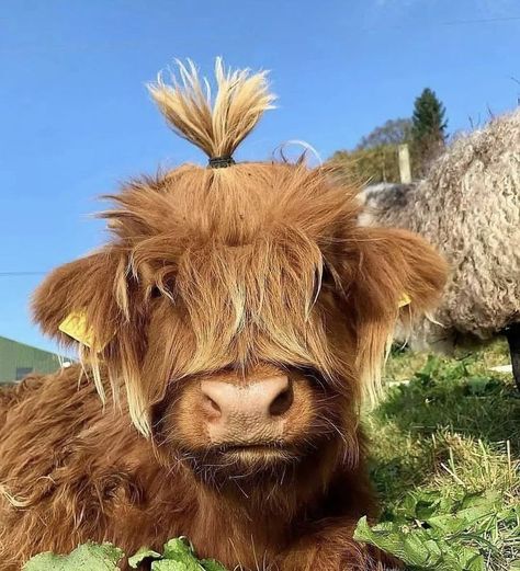 Cow Portrait Photography, Long Haired Cows, Pet Cows, Mini Cows, Baby Highland Cow, Baby Farm Animals, Farm Sanctuary, Fluffy Cows