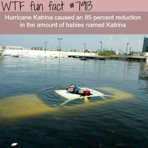 Hurricane Katrina - WTF fun facts Wow Facts, Random Facts, True Facts, The More You Know, Faith In Humanity, Funny Fails, Fun Fact, Things To Know, Funny Facts