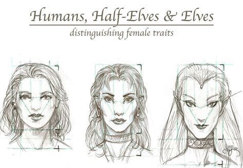 Types Of Elves Fantasy Art, Elves Drawing Sketches, How To Draw Elves, Elf Anatomy, Different Types Of Elves, Elf Types, Elves Drawing, Half Elf Dnd, Types Of Elves