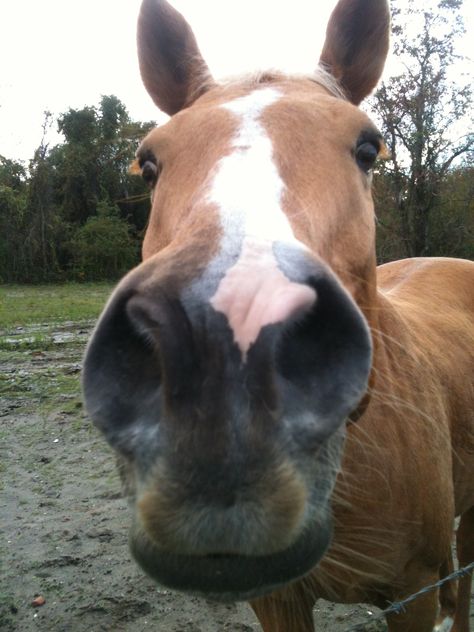 Horse nose palomino Harley Horse Nose, Big Puppy, Big Puppies, Small Nose, Forced Perspective, Ponies, Art Reference, Horses, Puppies