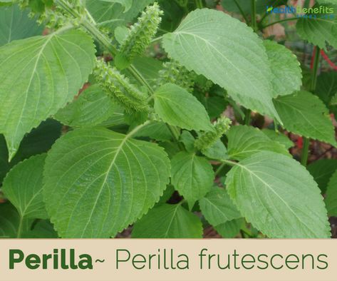 Perilla Frutescens, Leaf Health, Vinegar Benefits, Plant Benefits, Chinese Money Plant, Sandy Soil, Plant Spacing, Fruit Vegetables, Herb Seeds