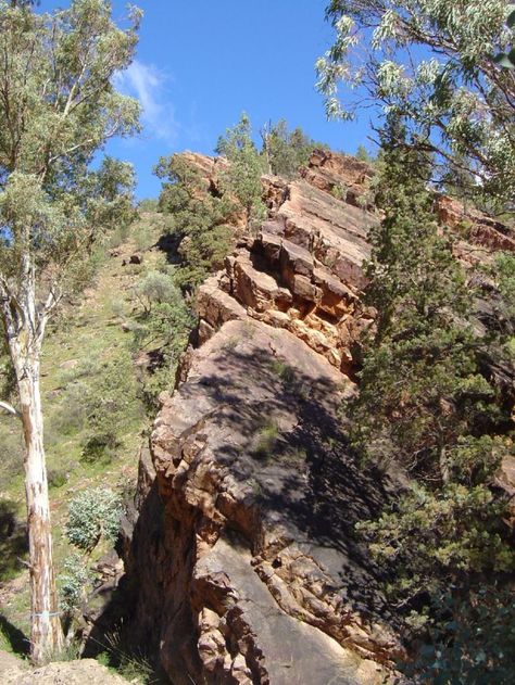 Wilpena Pound, Flinders Ranges, Bearded Dragon Habitat, Gibb River Road, Wilderness Camping, Outback Australia, Adelaide South Australia, Northern Territory, Watercolor Sunflower