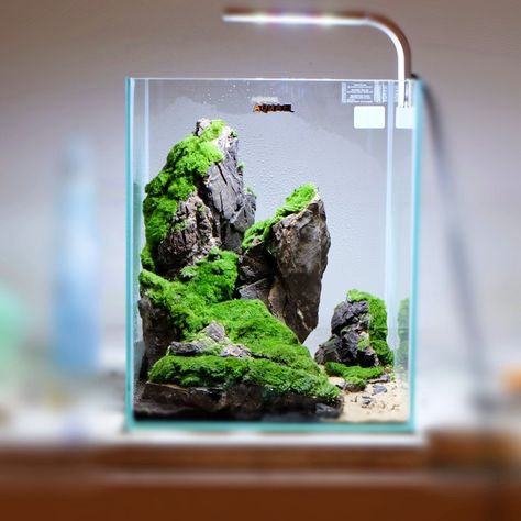 Aquarium size:30x30x35 cm Indoor Japanese Garden, Cool Fish Tank Decorations, Tropical Terrariums, Biotope Aquarium, Office Rooms, Cool Fish Tanks, Fish Tank Design, Aquascape Design, Tropical Fish Aquarium