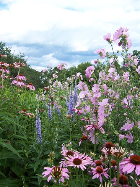 Vermont coneflowers and mallow Petite Flowers, Planting Ideas, Love Flowers, Garden Inspiration, Vermont, Planting, Outdoor Spaces, Flower Garden, Wild Flowers