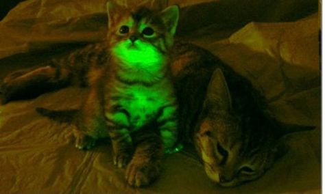 Glow-In-The-Dark Cats Could Provide Answers About AIDS Scientists, In The Dark, Glow In The Dark, Feline, Green