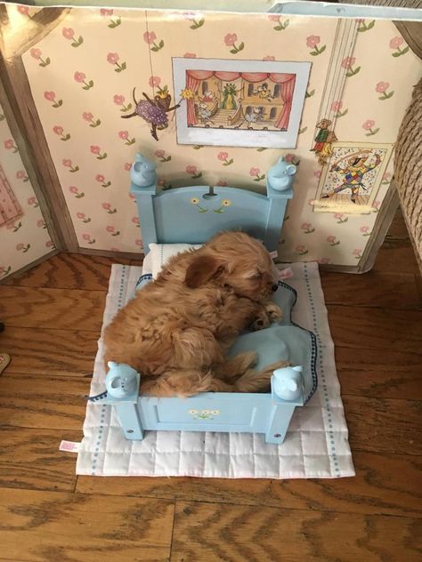 My pup found his way into my sisters doll house  Submit your cute pet here | Source: https://bit.ly/2YzSMYW Cat Doll House, Aesthetic Dogs, Baby Skunks, Doll House Pets, House Pets, Sister Dolls, Cat Doll, Cat Person, Cute Creatures