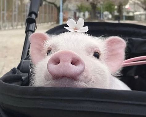 Cute Pigs Aesthetic, Pig Profile Picture, Pig Icon Cute, Types Of Pigs, Pig Aesthetic, Teacup Piglets, Fat Nuggets, Pigs Cute, Pig Cute