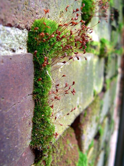 Moss Growing, Lichen Moss, Plant Growing, Moss Garden, Dream Garden, Urban Garden, Plant Life, Brick Wall, Botany