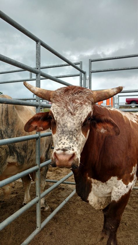 "he taught me how to be a hard worker but what he didn't teach me was what to do when hard work wasn't enough- The Ranch Statler Wright, Bucking Bulls, Country Jokes, Cattle Ranching, Bull Riding, The Ranch, Key Fobs, Lock Screen, Big Dogs