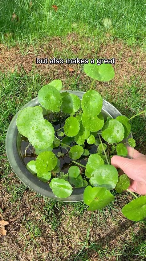 Overwaterers - this is the plant for you 🤗 #plant #plants #houseplants #pennywort | Instagram Pennywort Plant, Gothic Garden, Flower Guide, Water Plants, The Plant, House Plants, Outdoor Gardens, Outdoor Living, Plants