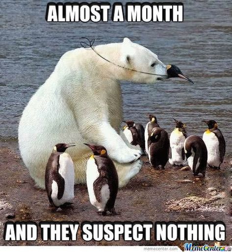 15 Polar Bear Memes That Are Too Funny To Miss Penguin Meme, Bear Meme, Penguins Funny, Penguin Love, Funny Bears, Funny Animal Memes, Animal Jokes, Funny Animal Pictures, Animal Memes