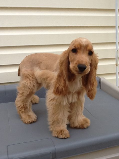 Rosie my ECS girl. Cocka Spaniel, Blonde Cocker Spaniel, Cocker Spaniel Haircut, Cocker Spaniel Grooming, Perro Cocker Spaniel, Dog Standing, Psy I Szczenięta, Modest Maxi, Cocker Spaniel Puppies