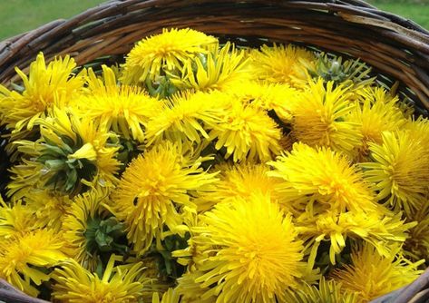 This spring I vowed I was going to make use of the happy little flower that I grew up thinking was the enemy. I use this dandelion flower syrup on waffles! Dandelions Embroidery, Flower Syrup, Dandelion Benefits, Dandelion Tea, Photography Macro, Dandelion Root, Dandelion Flower, Dandelion Recipes, Spider Webs