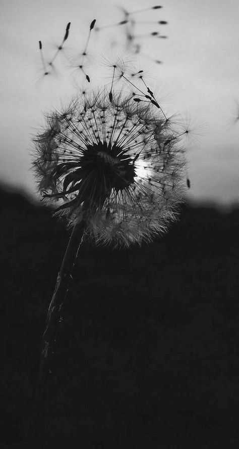 Dandelion Wallpaper, A Dandelion, Vintage Flowers Wallpaper, Wallpaper Flower, Wallpaper Nature Flowers, Phone Wallpaper For Men, Black And White Wallpaper, Cute Wallpaper For Phone, Pretty Wallpaper Iphone