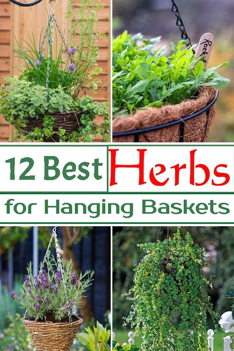 Plant Aesthetics, Hanging Herb Gardens, Growing Herbs In Pots, Growing Oregano, Chamomile Growing, Best Herbs To Grow, Hanging Plants Outdoor, Edible Gardening, Outdoor Herb Garden