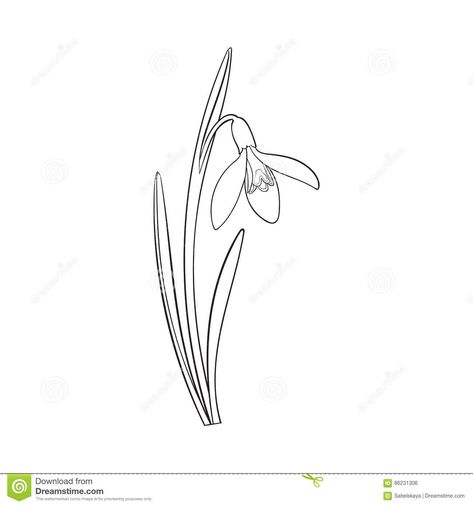 Snow Drop And Poppy Tattoo, Galanthus Tattoo, Snow Drop Illustration, Snow Drop Flower Tattoo, Snowdrop Illustration, Snowdrop Flower Tattoo, Snow Drops Flowers, Spring Stem, Illustration Leaves