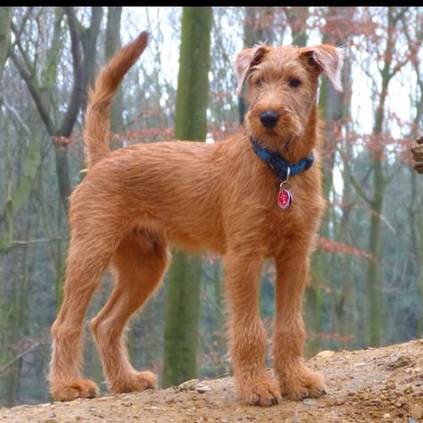 Irish Terrier Puppies, Irish Wolfhound Puppies, Irish Wolfhound Dogs, Giant Dog Breeds, Tattoo Animal, Welsh Terrier, Irish Terrier, Dog Line, Terrier Breeds