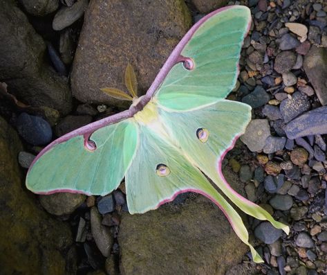 Luna Moth, Moth, Green, Pink, White