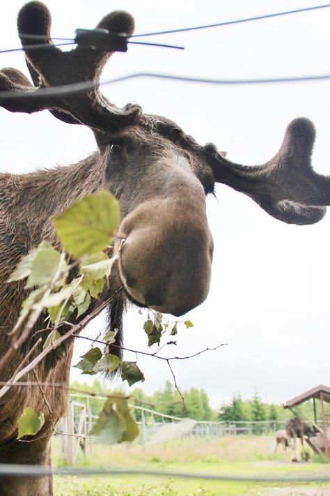 HI THERE Sweden Summer, Cute Moose, Moose Pictures, Funny Moose, Bull Moose, Animal Pins, Deer Family, Amazing Appetizers, Wild Creatures