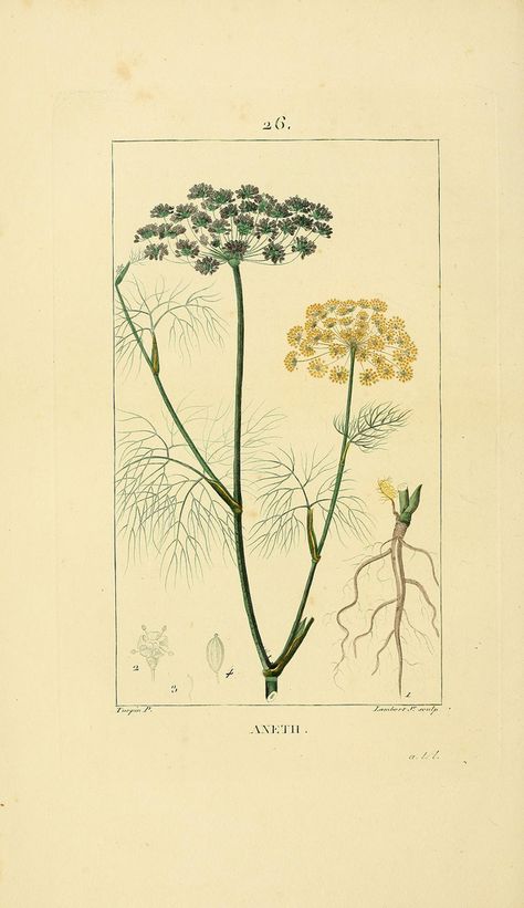 Aneth | Dill | anethum graveolens | Flore médicale /. Paris :Imprimerie de C.L.F. Panckoucke,1828-1832.. biodiversitylibrary.org/page/32619433 Evolution Of Plants, Seed Art, Scientific Illustration, Print Collage, Realistic Drawings, Vintage Botanical, Spell Book, Science And Nature, Botanical Illustration