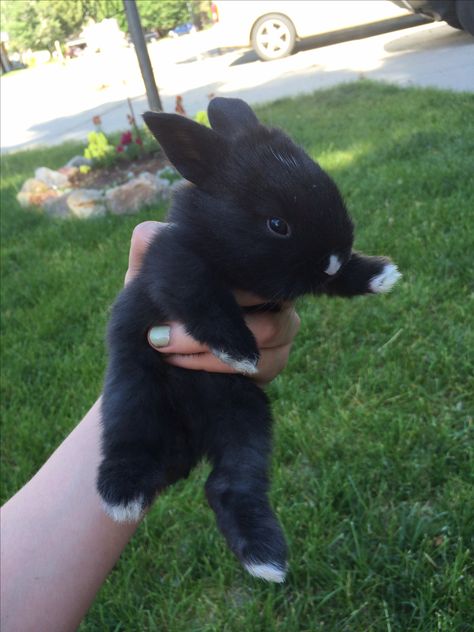 Mini rex holland lop mix black rabbit white nose white toes Black Holland Lop Bunny, Mini Rex Bunny, Mini Rex Bunnies, Bunny Black And White, Black Bunnies, Black And White Bunny, Mini Rex Rabbit, Rabbit Black, Black And White Rabbit