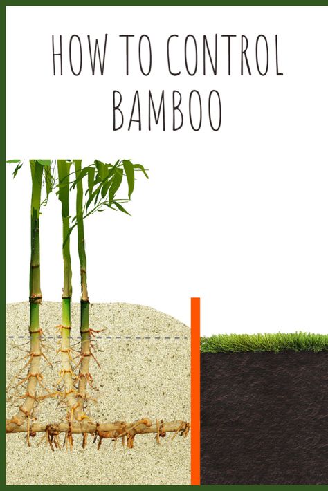 Preventing the spread of bamboo is easier than you may think. Backyard Bamboo Ideas, Bamboo Patio Cover, Bamboo Uses In Garden, Growing Bamboo Outdoors, Landscaping With Bamboo, How To Get Rid Of Bamboo, Garden Bamboo Ideas, Bamboo Landscape Ideas, Bamboo Garden Landscaping