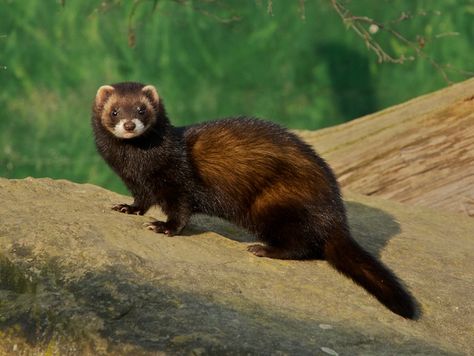 European polecat Polecat Aesthetic, Brown Ferret, European Polecat, Dark Mask, Pine Marten, Pet Mice, Nocturnal Animals, British Wildlife, Dark Brown Color