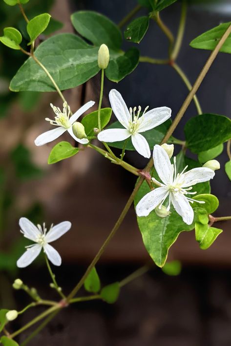 The Lab has some beautiful blooms this time of year! I love this sweet autumn clematis (Clematis terniflora) but I have to be careful with this one - it's invasive but smells lovely! Clematis virginiana is its native counterpart if you want a safe version to plant. #blackgirlswhogarden #blackgirlsgardening #gardeningtips #brooklynite #brooklyngardeners #blackgirlgardener #blackgardeningcommunity #plantsmakepeoplehappy #flauntyourleaves #plantsagram Clematis Virginiana, Clematis Terniflora, Sweet Autumn Clematis, Fairy Flowers, Autumn Clematis, Flower Inspiration, Beautiful Blooms, Be Careful, Clematis