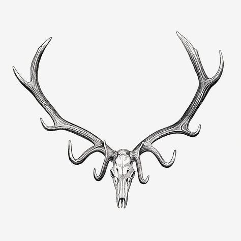 Elk Horns Tattoo, Elk Skull Tattoo For Women, Simple Elk Tattoo, Elk Tattoo Design, Elk Antlers Drawing, Native American Deer Tattoo, Bull Elk Tattoo, Elk Skull Drawing, Elk Horn Tattoo