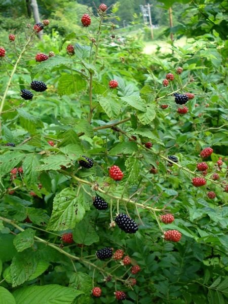 Thinking of planting blackberry bushes in the backyard this year. Blackberry Bushes, Thornless Blackberries, Blackberry Plants, Blackberry Bush, Berry Plants, Berry Picking, Berry Bushes, Starter Plants, Wild Plants