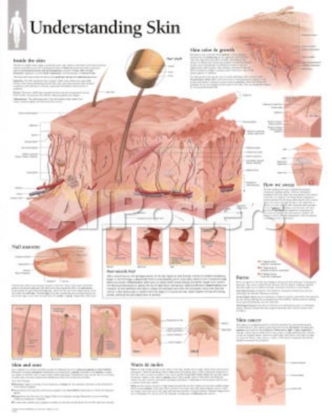 Understanding Skin Educational Chart Poster Education Poster - 56 x 71 cm Over 40 Skin Care, Skin Care Diy, Skin Anatomy, Remove Skin Tags Naturally, Diy Serum, Skin Facts, Skin Burns, Recipes Baking, Fotografi Digital