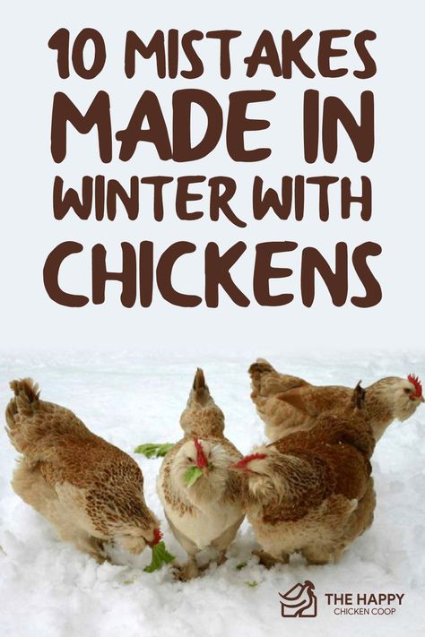 Chicken Coop Christmas Lights, Feeding Chickens In Winter, Winter Chicken Treats, Winterized Chicken Run, Winter Treats For Chickens, Winter Chicken Waterer, Chicken Treats For Winter, 10 Chicken Coop Plans, Homesteading Checklist