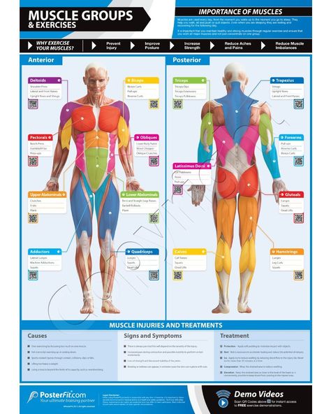 Muscle Groups & Exercises Wall Chart - A1 Laminated with on-line video training support (smart phone only): Amazon.co.uk: Sports & Outdoors Darebee Workout, Gym Antrenmanları, Gym Poster, Muscle Anatomy, Workout Posters, 남자 몸, Personal Fitness, Total Body Workout, Dumbbell Workout