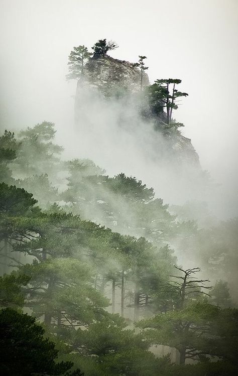 Spring Forest, Chinese Landscape, Places In The World, Foto Art, Fantasy Art Landscapes, Most Beautiful Cities, Beautiful Places In The World, Pine Trees, Fantasy Landscape