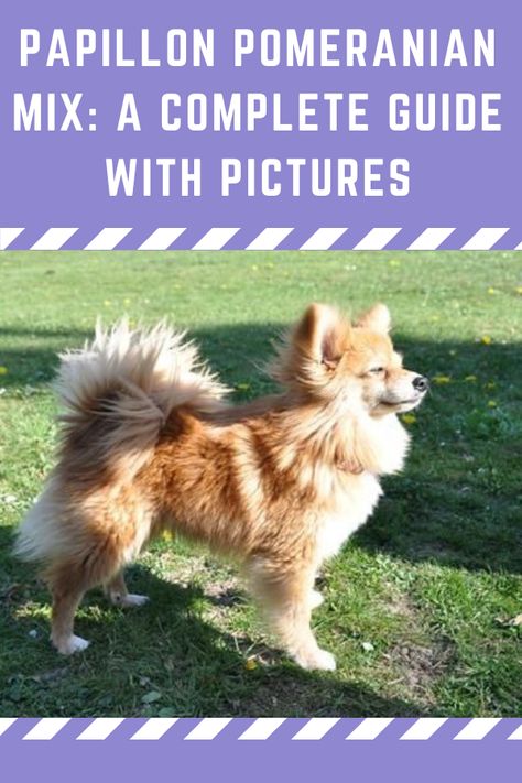 Pomeranian Mix Breeds, Papillon Puppies For Sale, Pomeranian Chihuahua Mix, Papillon Mix, Chihuahua Terrier Mix, Pomeranian Chihuahua, Papillon Puppy, Chihuahua Terrier, Pomeranian Dogs