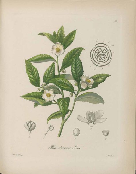 12 185045 Camellia sinensis (L.) Kuntze (L.) Kuntze [Thea chinensis Sims]/www.plantillustrations.org?id_illustration=186141/F.G. Kohl, Off. Pfl.: t. 50 (1891-1895) [F.G. Kohl](5) Green Tea Plant, Tea Lounge, Ankle Bracelets Diy, Tea Plant, Eid Cards, Camellia Sinensis, Antique Illustration, Tea Packaging, Scientific Illustration