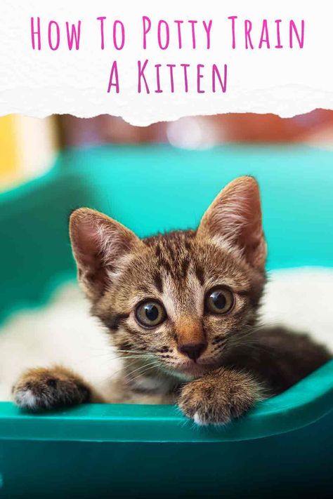 Toilet Training Cats, Cat Potty Training, How To Potty Train A Kitten, How To Litter Train A Kitten, How To Toilet Train A Cat, Kitten Training Tips, New Kitten Tips Training, How To Train A Cat, Litter Training Kittens