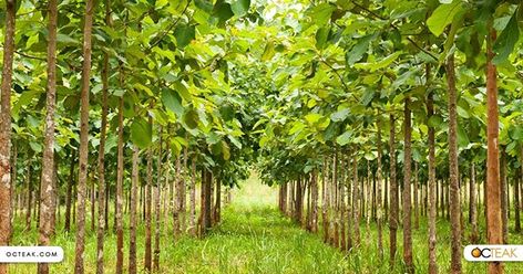 Don't forget that your teak furniture is made of organic material  - Here is what a Teak Farm looks like!  #OC #California #Nature #Teak #Forest #Farming Forest Farming, Teak Tree, Mushroom Compost, Breeds Of Cows, Oc California, California Nature, Agricultural Land, Earthworms, Paper Tree