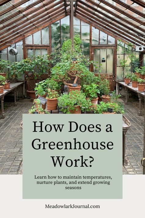 victorian greenhouse how do greenhouses work Greenhouse Planting, Traditional Greenhouses, Solar Greenhouse, Orchid House, Shade House, Greenhouse Interiors, Greenhouse Plants, Greenhouse Ideas, Plant Propagation