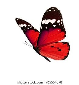 Red Monarch Butterfly, Easy Flower Painting, Butterfly Art Painting, Flower Painting Canvas, Butterfly Images, Drawing Wallpaper, Dark Flowers, Image Painting, Butterfly Pictures