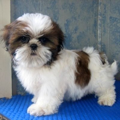 Baby Shih Tzu, Shih Tzu Breeders, Ras Anjing, Perro Shih Tzu, Chien Shih Tzu, Puppy Dog Pictures, Shitzu Puppies, Companion Dog, Shih Tzu Puppy