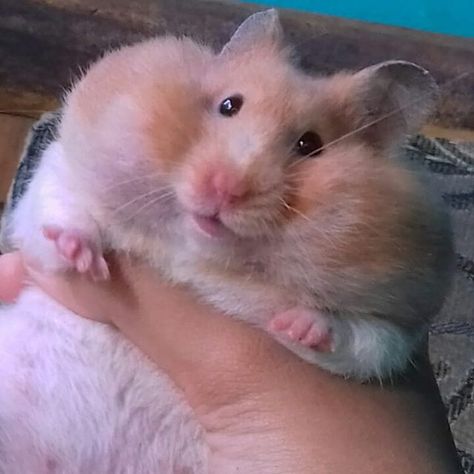 🐾Syrian Hamsters🐾 no Instagram: “Cupcake whenever I fill her food bowl😂 #syrianhamster #cutehamster #hamsterindonesia #hamsterlife #dailyhamster #hamsterworld #hamstergram…” Pfp Hamster, Animal Pfp, Hamster Pics, Hamster Life, Classic Equine, Baby Hamster, Hamster Eating, Funny Hamsters, Syrian Hamster