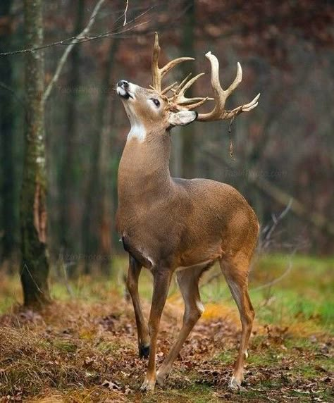 Whitetail Deer Pictures, Deer Photography, Big Buck, Deer Drawing, Wild Animals Photography, Deer Photos, Deer Pictures, Wild Animals Pictures, Animal Study