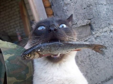 Cats are known to love fish, whether they’re watching them, playing with them, or eating them. So to celebrate Go Fishing Day (June 18, 2018), we’re showing off some of the cats that just can’t help their love for fish. Excited Cat, Cat Eating, Cat Boarding, Funny Cat Memes, The Funny, Happy Cat, Silly Cats, Siamese Cats, Cats Meow