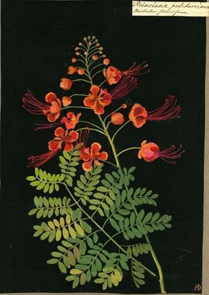 Mary Delany, Pride Of Barbados, Flowers Black Background, Botanical Collage, Floral Words, Needlepoint Patterns, Botanical Painting, Scientific Illustration, Collage Artists