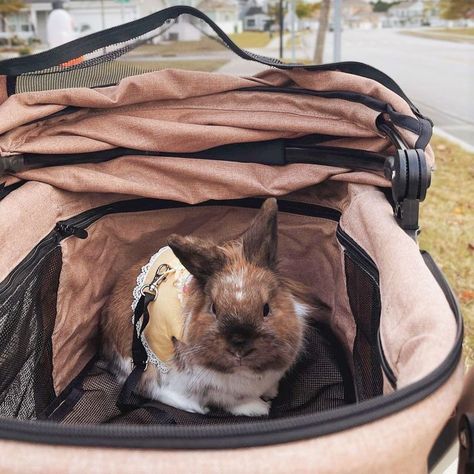 How to upgrade your bunny's life: Get them a pet stroller😍😎 Featured⭐ 🐰: @bvnnyleo 🥰 🛞: Newport Pet Stroller in Desert Rose 🌹 #outdoorfun #adventurebun #petstroller #bunnystroller #finallywarm #rabbitsociety #bunnymom #indoorrabbit #lionhead #bunstagram #rabbitsofinstagram #bunnylove #dogstroller #catstroller Cat Stroller, Stroller Car Seat, Indoor Rabbit, Car Sick, Bunny Mom, Dog Stroller, Pet Stroller, Travel Carrier, Travel System Stroller