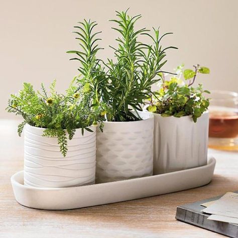 How to Grown Culinary Herbs from Seeds and Save Money on Kitchen Decorating Unusual Planter, Kitchen Window Sill, Herb Wall, Herb Garden In Kitchen, Vertical Garden Design, Container Garden Design, Kitchen Plants, نباتات منزلية, Growing Gardens