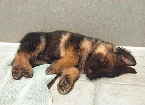 Sleep sweet little baby German Shepherd! German Shepherd Sleeping, Berger Malinois, German Shepherd Photos, Pure Breed Dogs, Dog Trends, Athletic Dogs, German Shepherd Pictures, Smart Working, Gsd Puppy