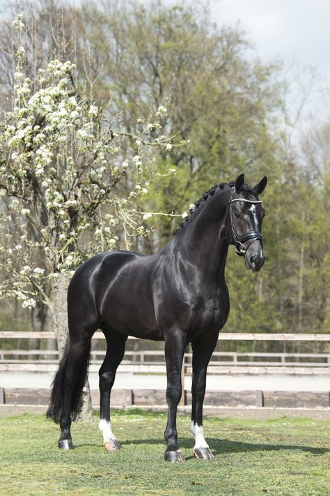 Black Mare Horse, Black Horse With Blue Eyes, Black Dutch Warmblood, Thoroughbred Horse Black, Black Warmblood Horse, Fresians Horses Aesthetic, Black Dressage Horse, Pretty Horse Pictures, Black Horses Aesthetic